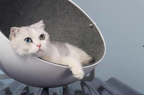 娱乐吃瓜酱改造猫窝,萌宠新居，趣味升级！  第3张